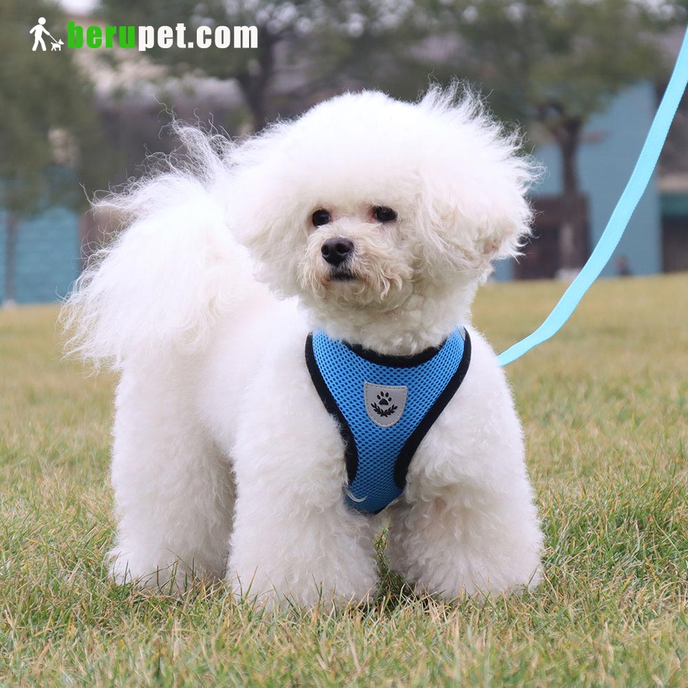 dog harness outdoor for Bulldog, Bomei, Beagle