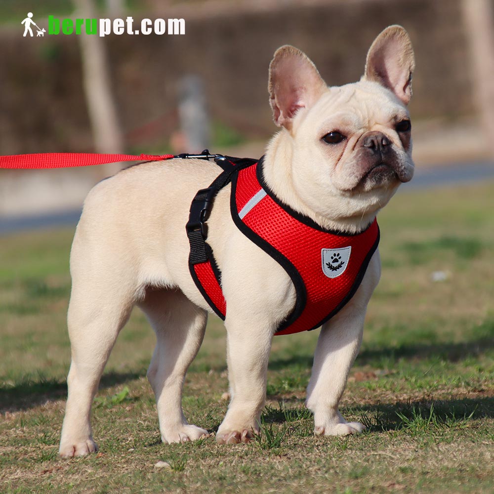 dog harness outdoor for Bulldog, Bomei, Beagle