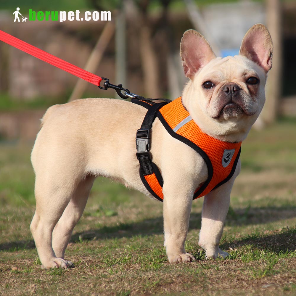 dog harness outdoor for Bulldog, Bomei, Beagle