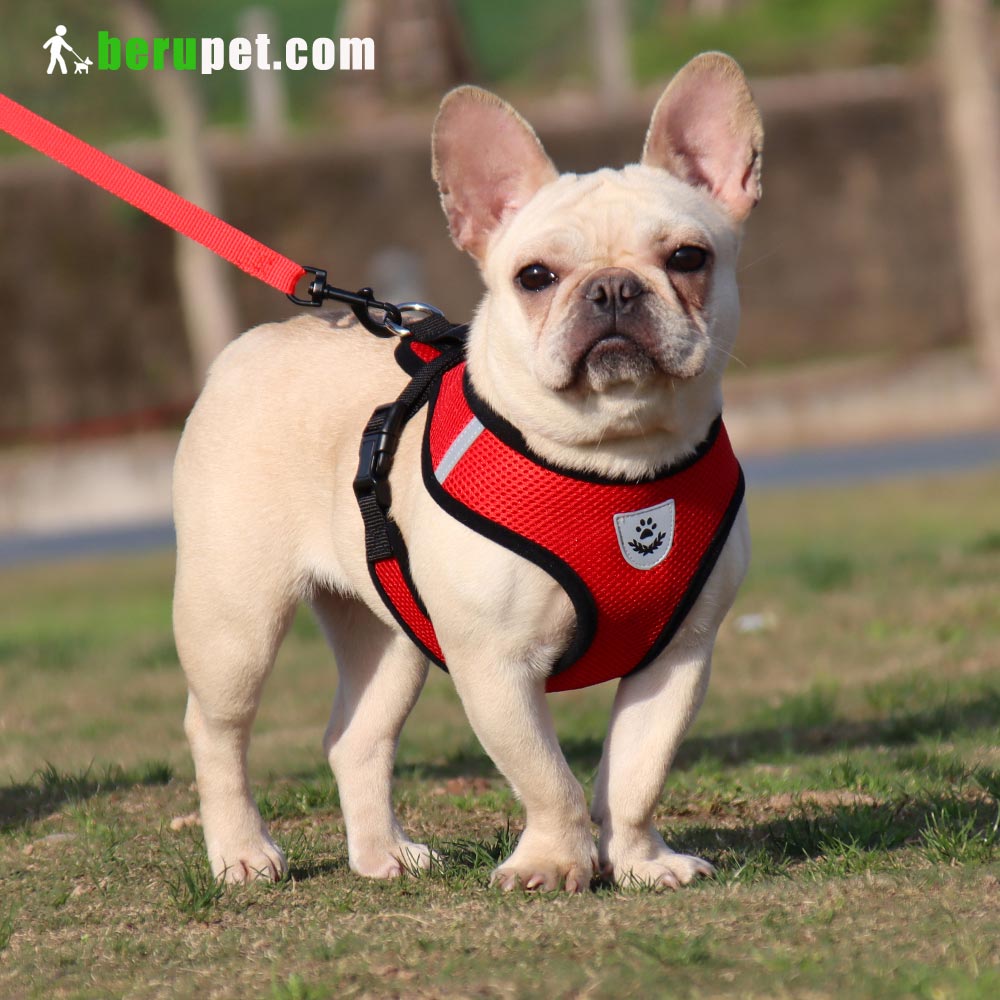 dog harness outdoor for Bulldog, Bomei, Beagle