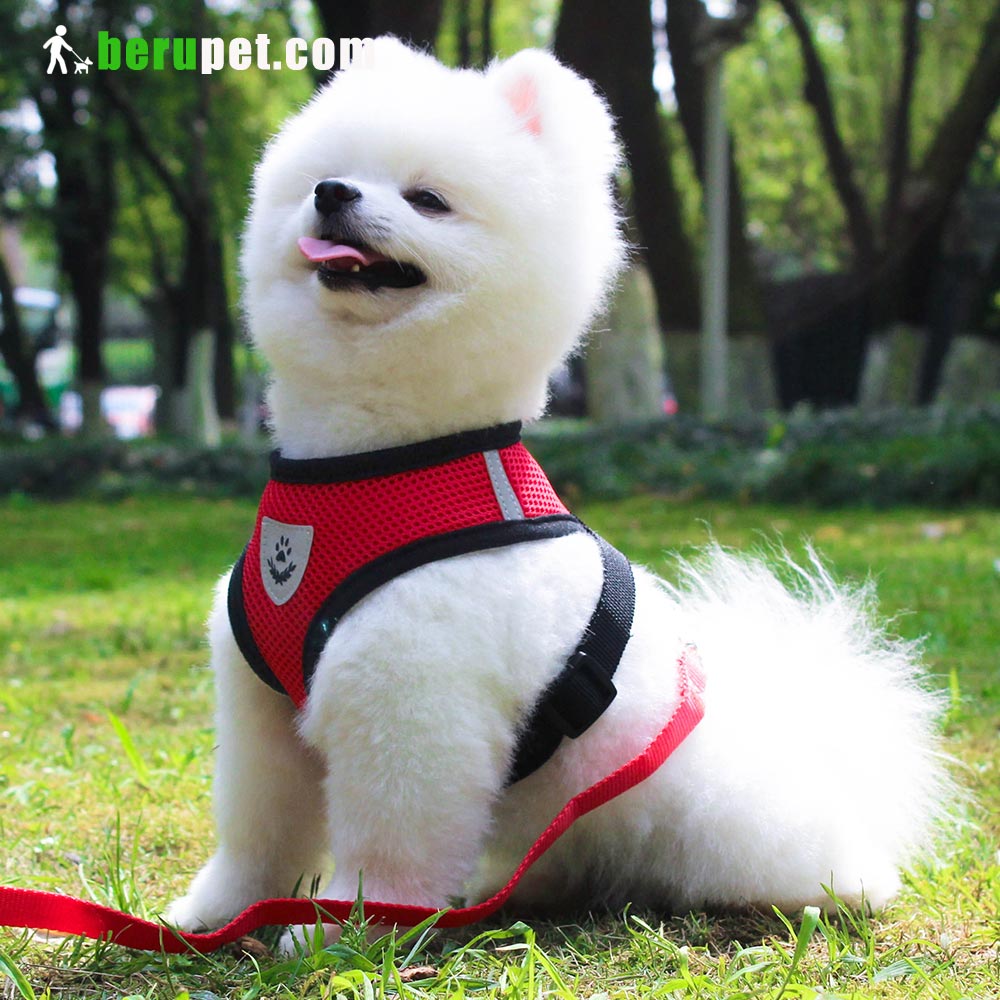 dog harness outdoor for Bulldog, Bomei, Beagle