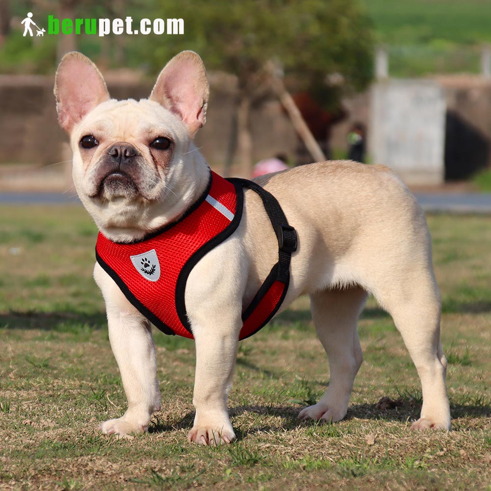 dog harness outdoor for Bulldog, Bomei, Beagle