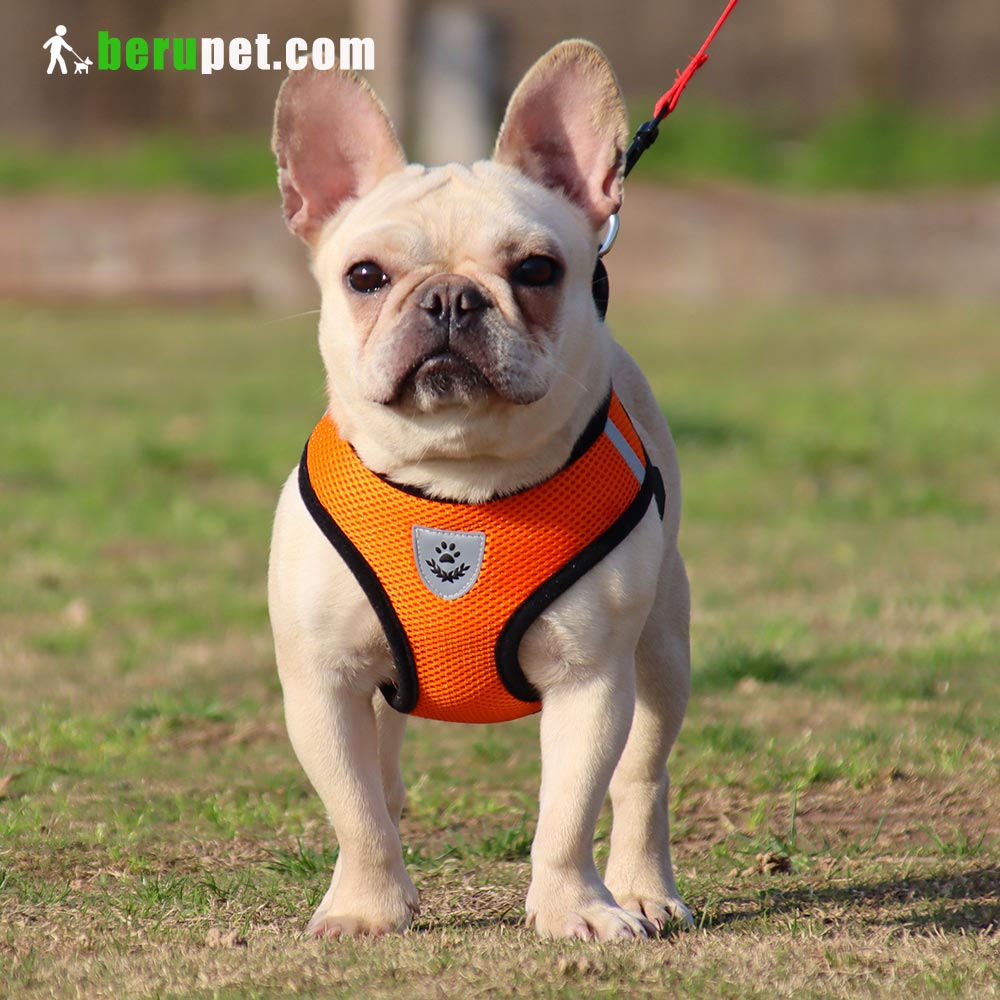 dog harness outdoor for Bulldog, Bomei, Beagle