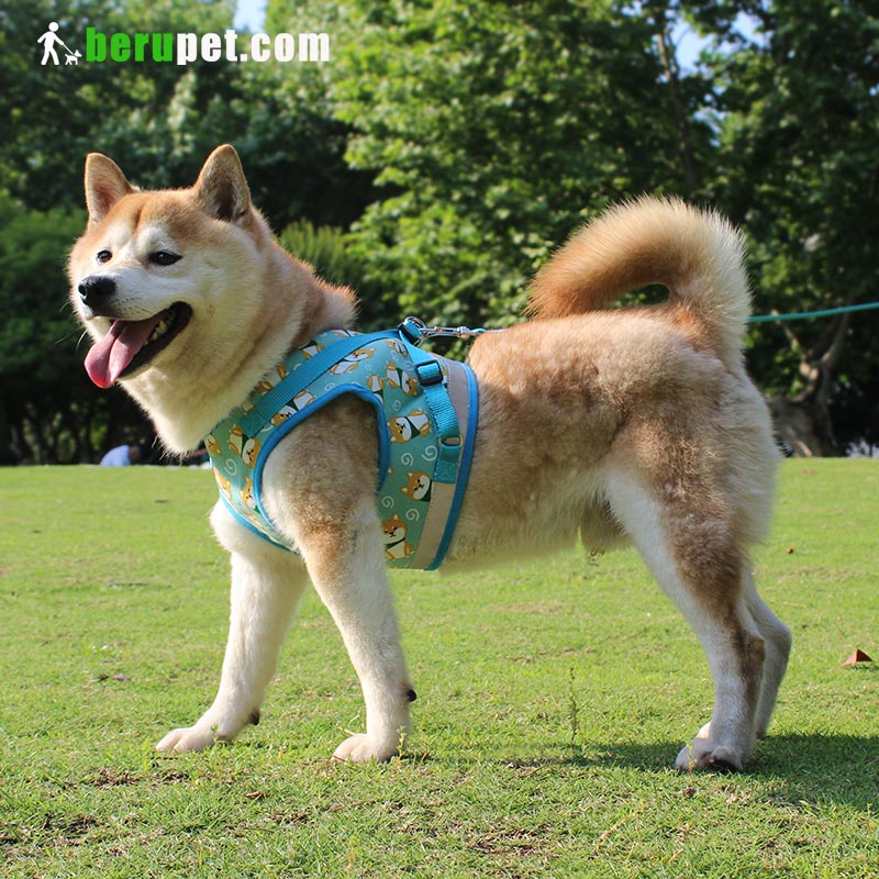 dog harness outdoor for Shiba Inu, Bomei