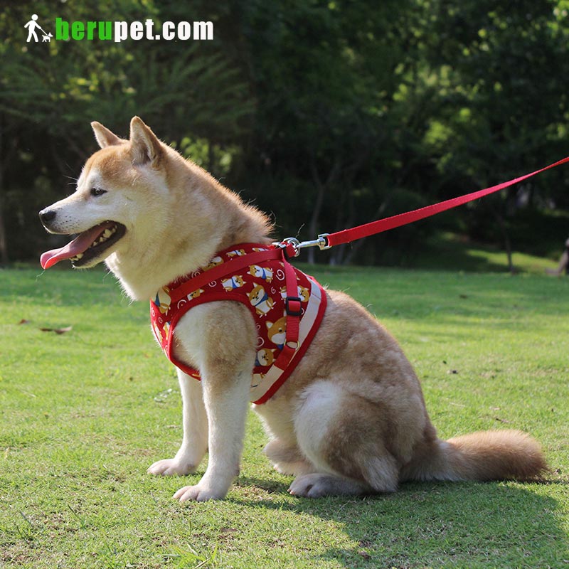 dog harness outdoor for Shiba Inu, Bomei