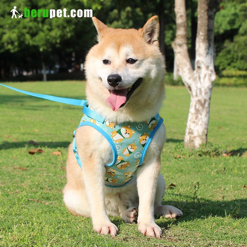 dog harness outdoor for Shiba Inu, Bomei