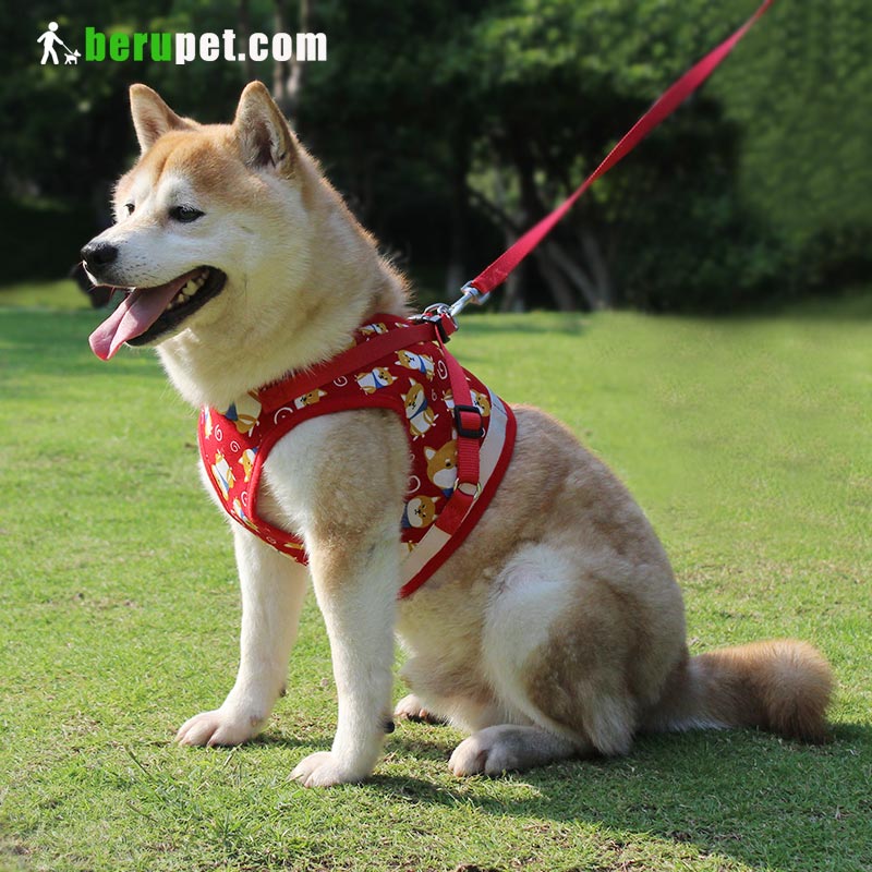 dog harness outdoor for Shiba Inu, Bomei