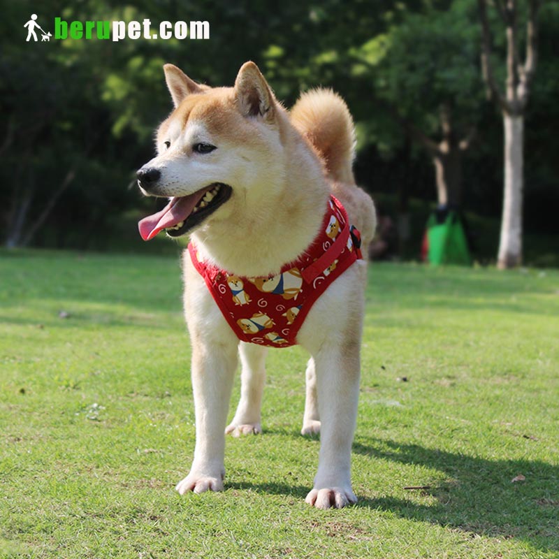 dog harness outdoor for Shiba Inu, Bomei