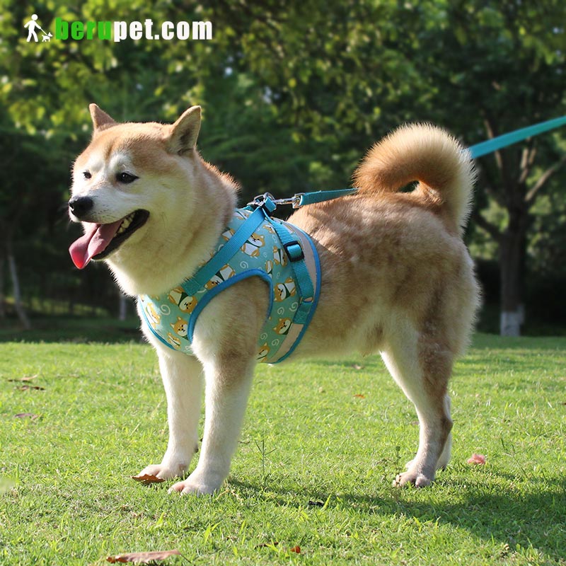 dog harness outdoor for Shiba Inu, Bomei