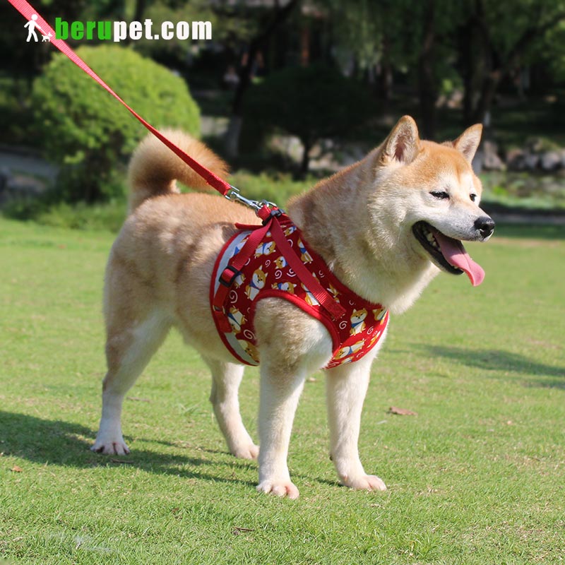 dog harness outdoor for Shiba Inu, Bomei