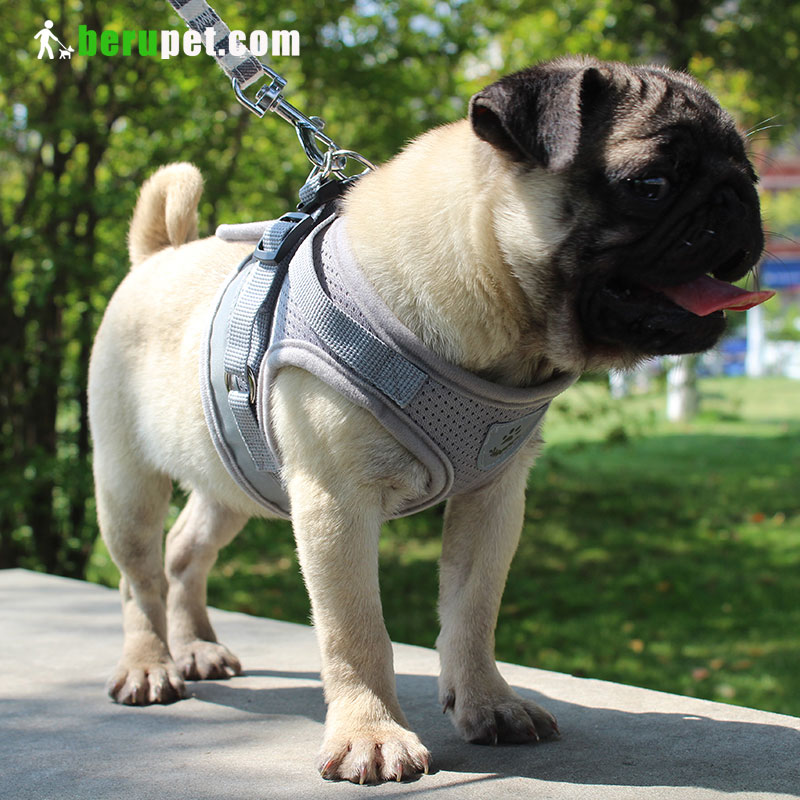 dog harness outdoor for Bomei corgi pug Bako Tobago battier 