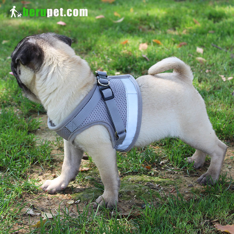 dog harness outdoor for Bomei corgi pug Bako Tobago battier 