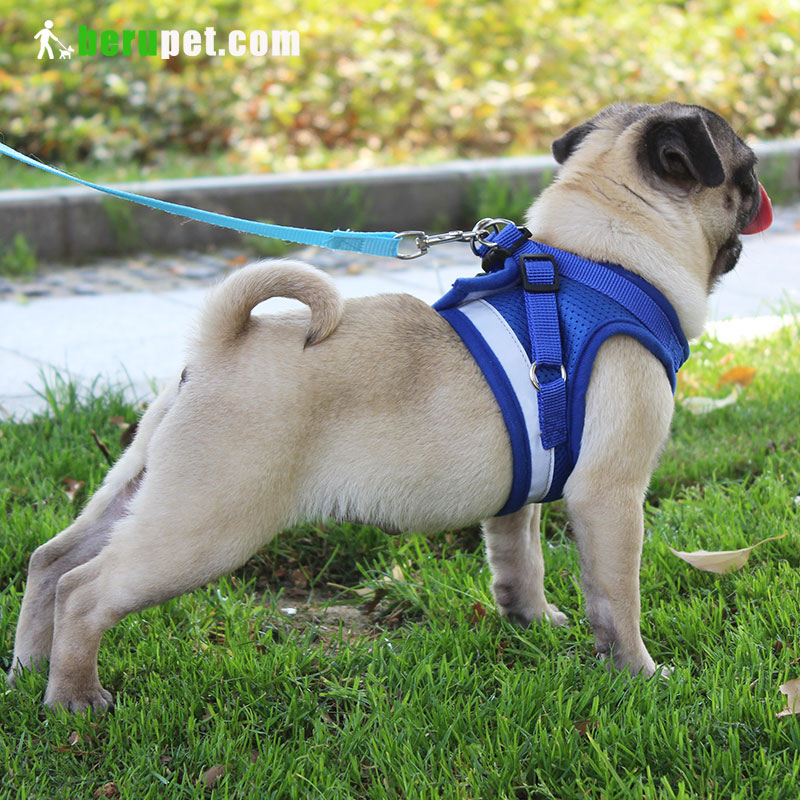 dog harness outdoor for Bomei corgi pug Bako Tobago battier 