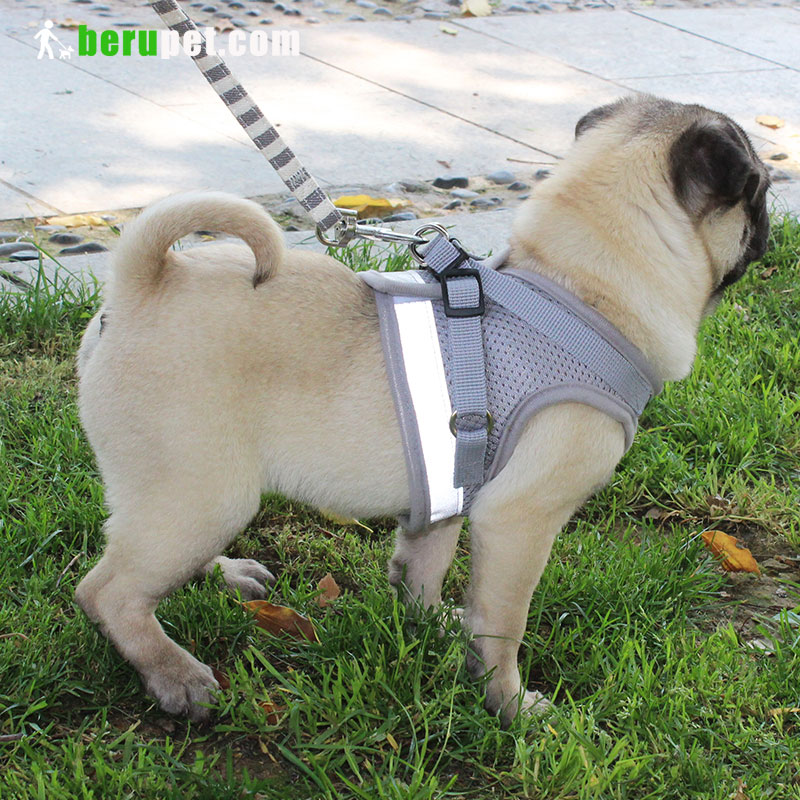 dog harness outdoor for Bomei corgi pug Bako Tobago battier 