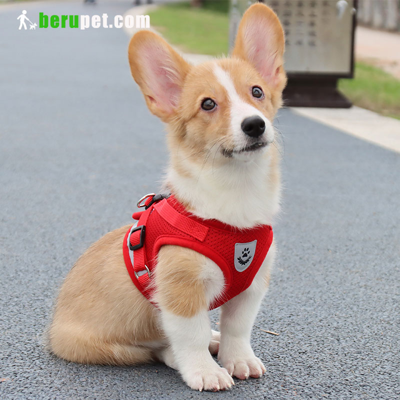 dog harness outdoor for Bomei corgi pug Bako Tobago battier 