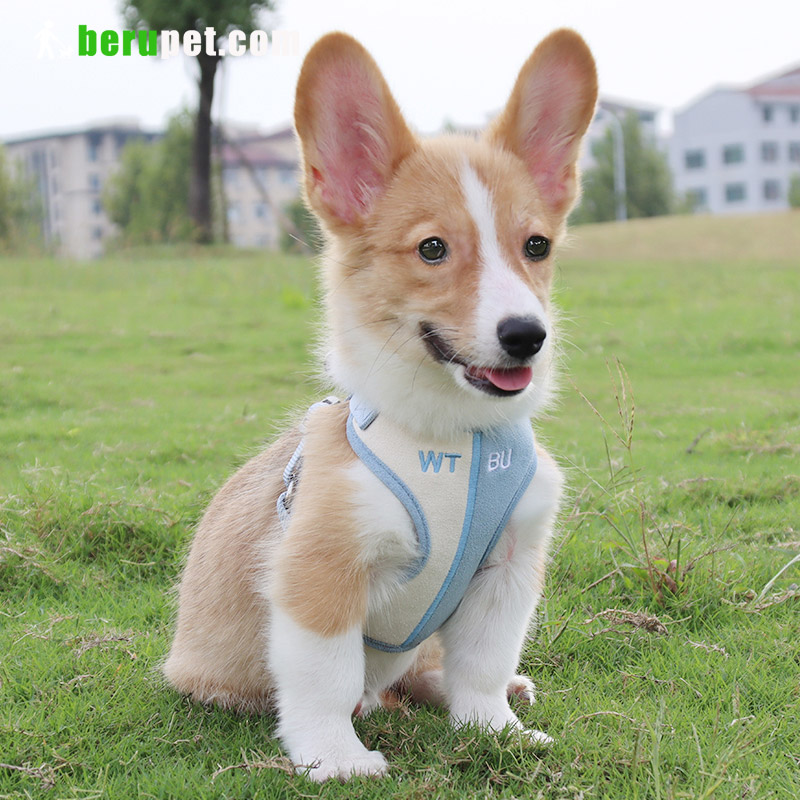 dog harness outdoor for corgi,cat