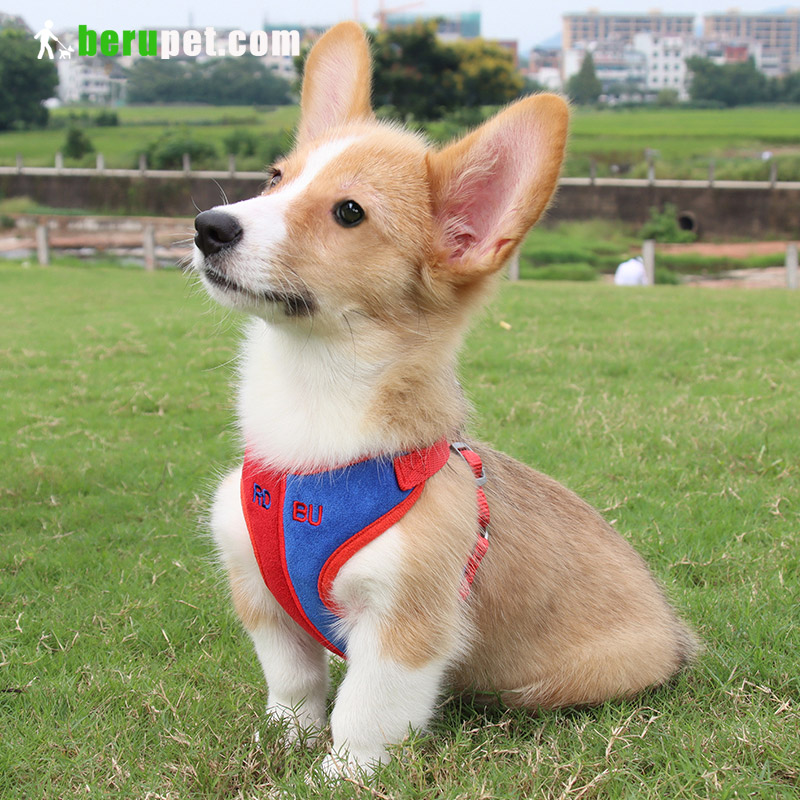 dog harness outdoor for corgi,cat