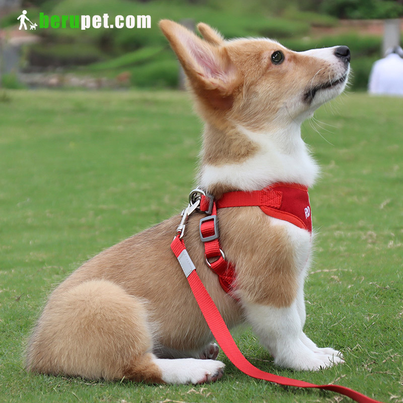 dog harness outdoor for corgi,cat