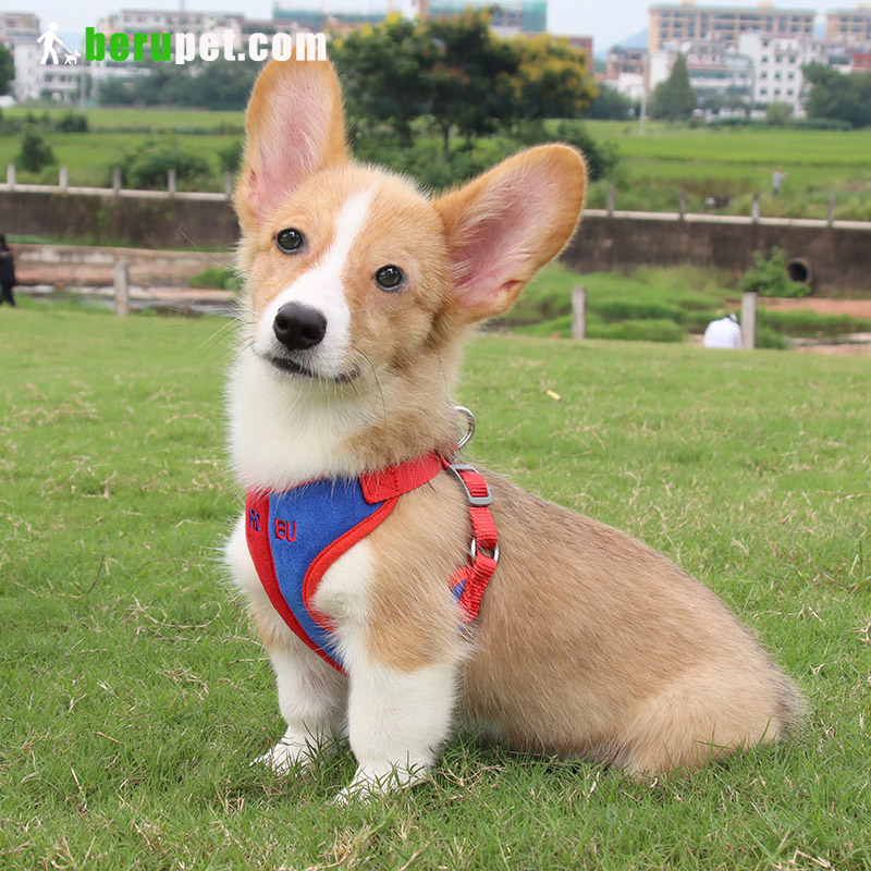 dog harness outdoor for corgi,cat