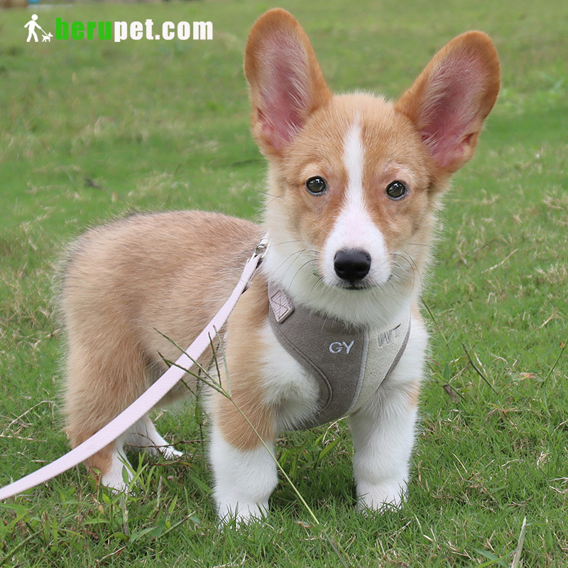 dog harness outdoor for corgi,cat