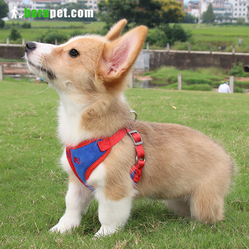 dog harness outdoor for corgi,cat