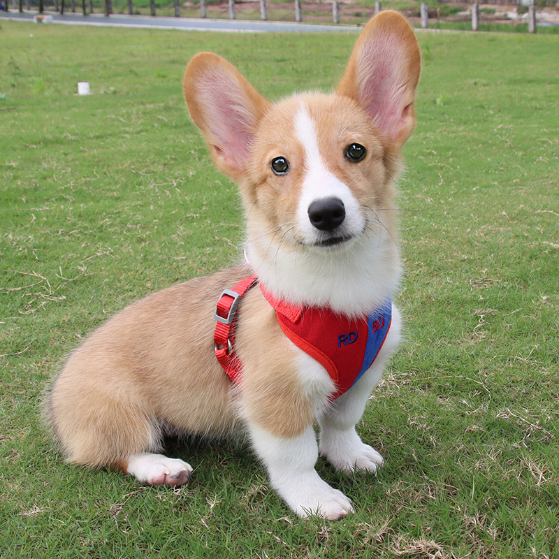 dog harness outdoor for corgi,cat