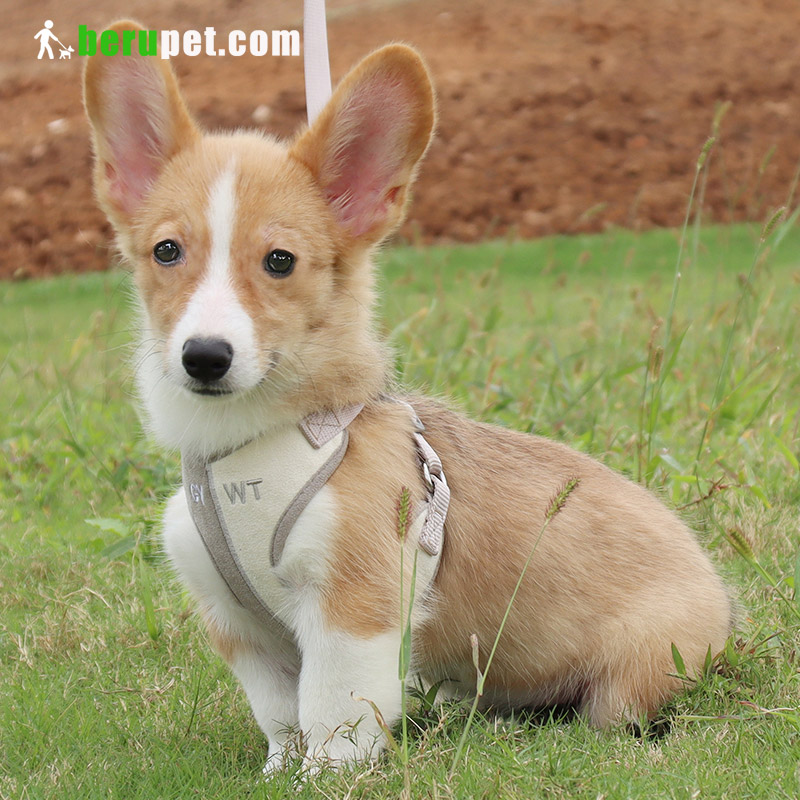 dog harness outdoor for corgi,cat