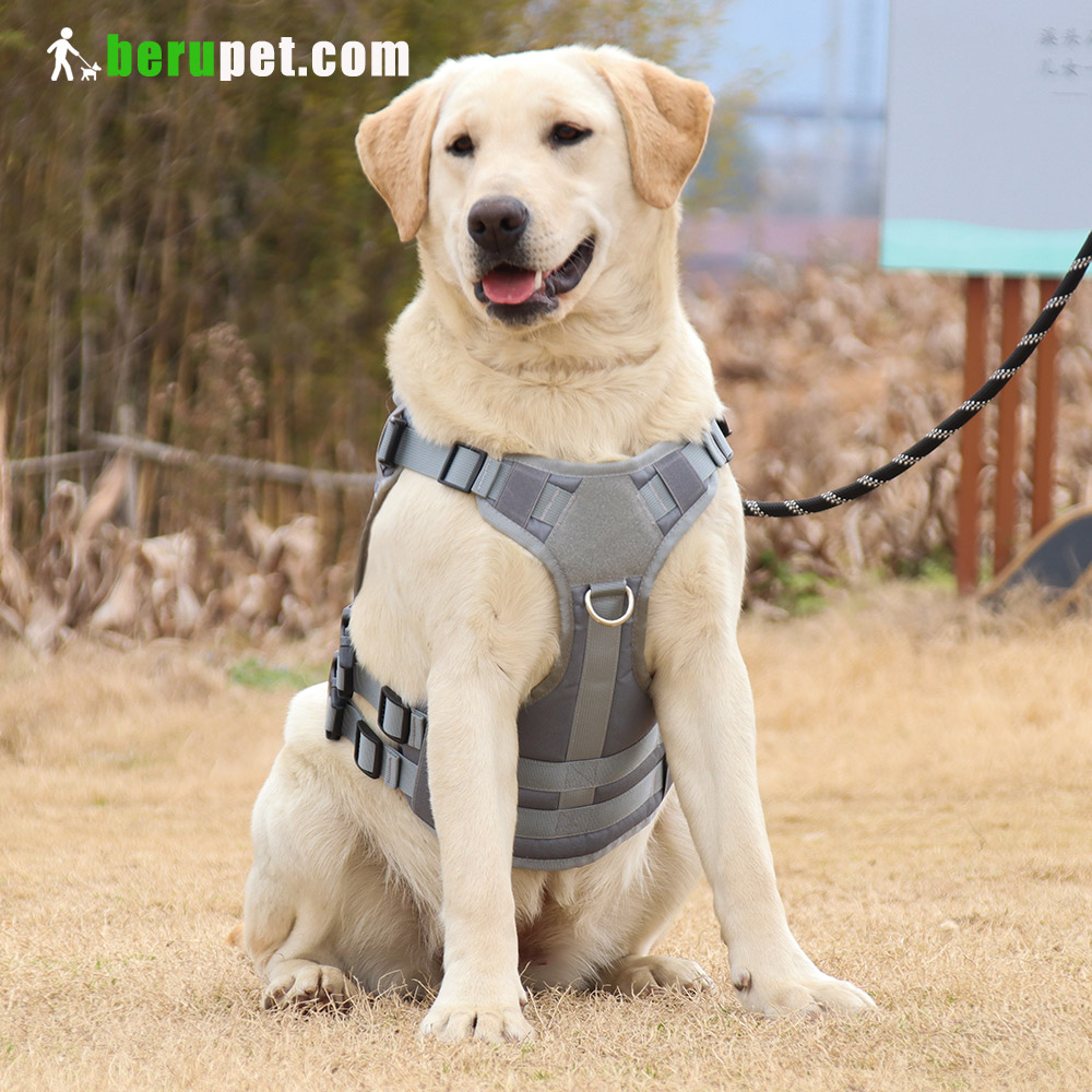 dog harness outdoor for Labrador