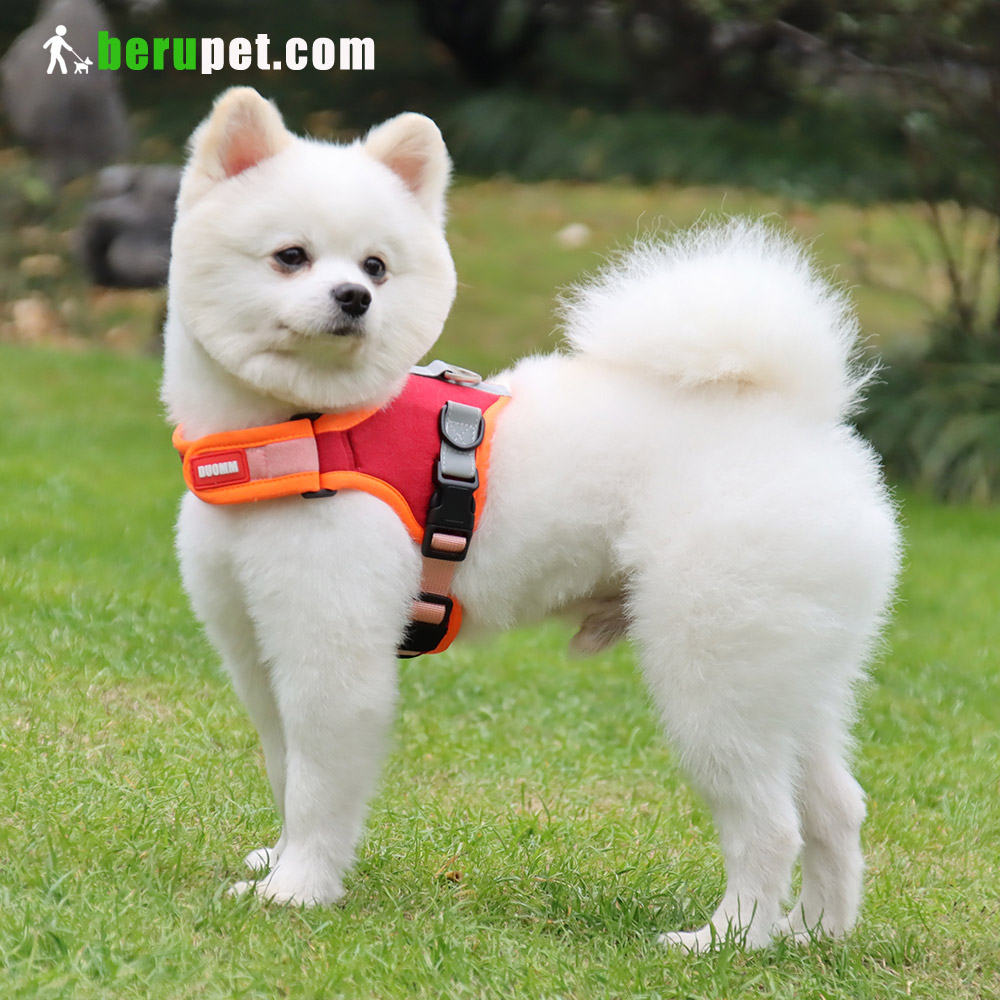 dog harness outdoor for Bulldog,Bomei