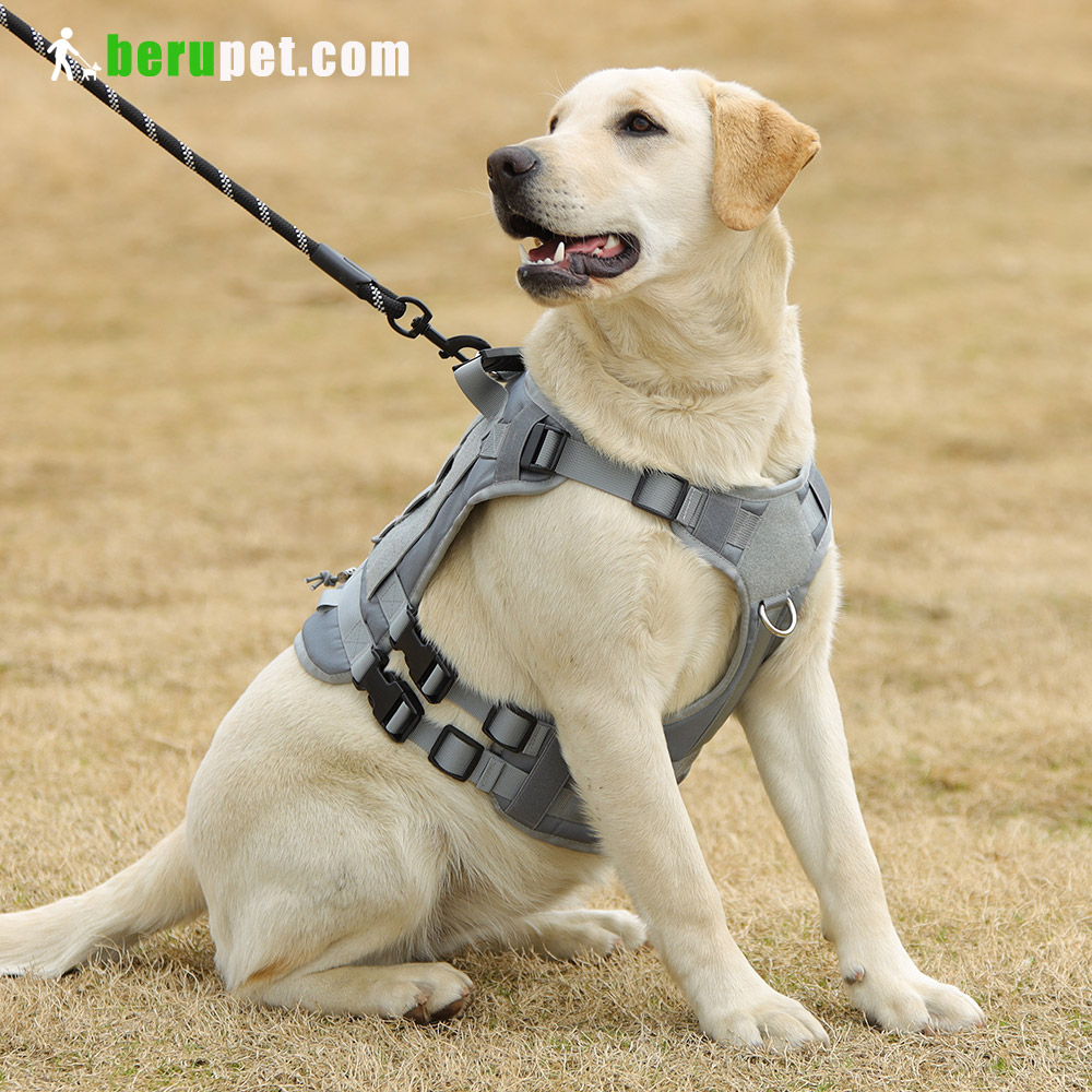 dog harness outdoor for Labrador