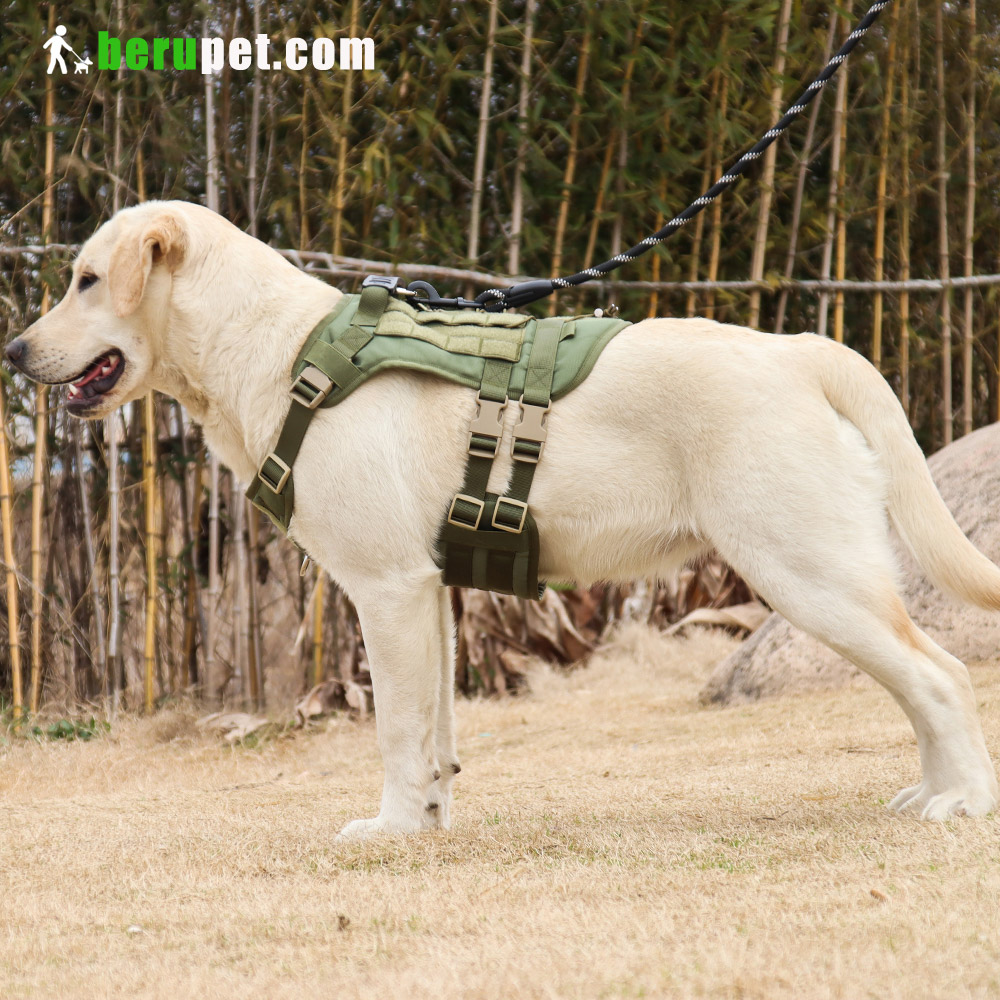 dog harness outdoor for Labrador