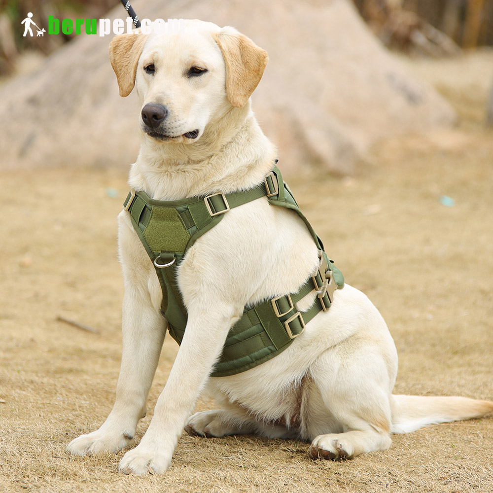 dog harness outdoor for Labrador