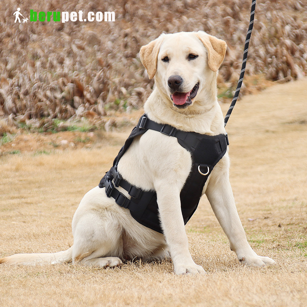 dog harness outdoor for Labrador