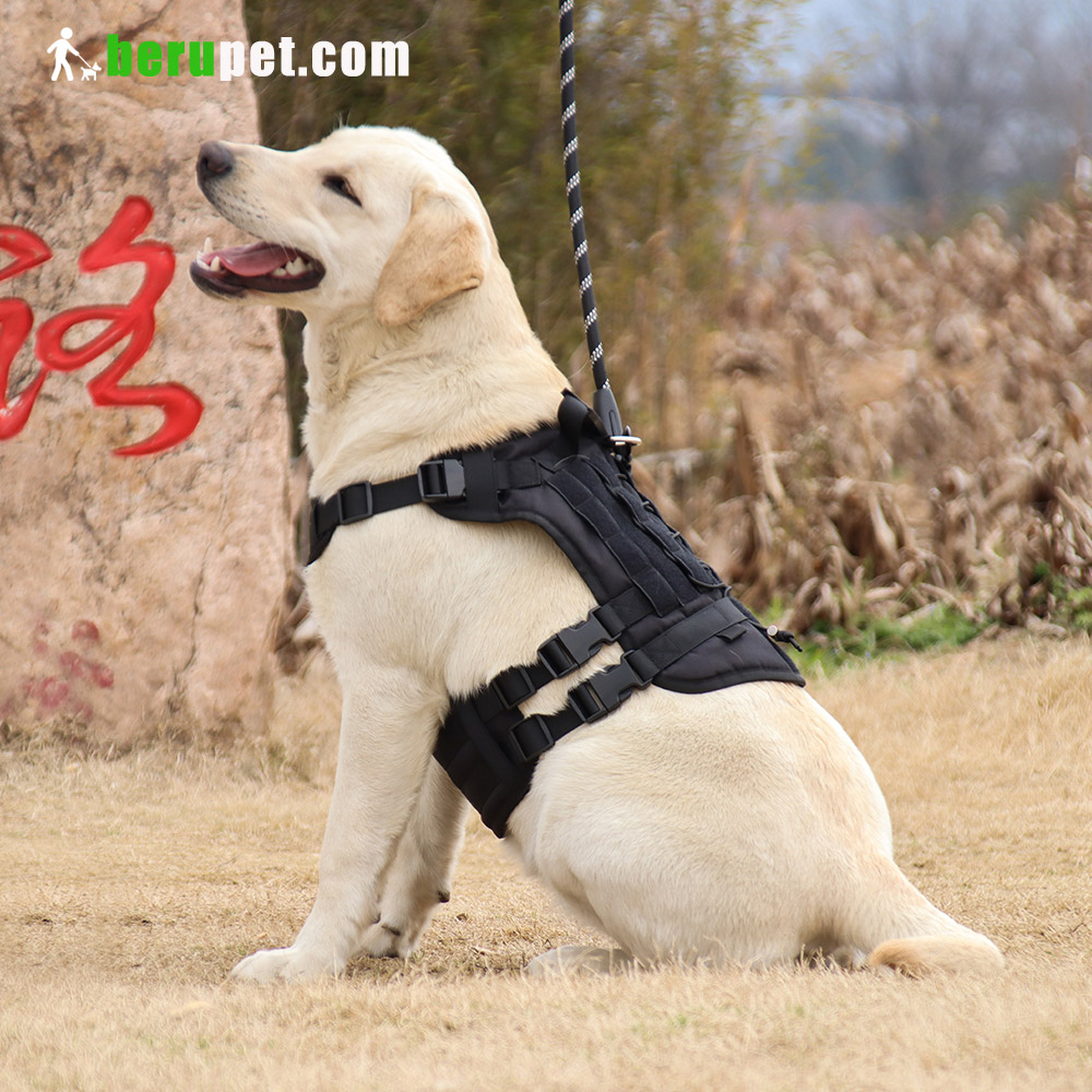 dog harness outdoor for Labrador