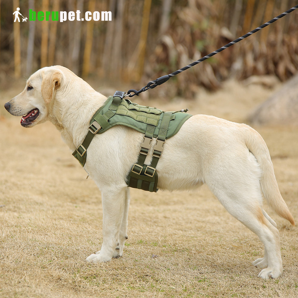 dog harness outdoor for Labrador