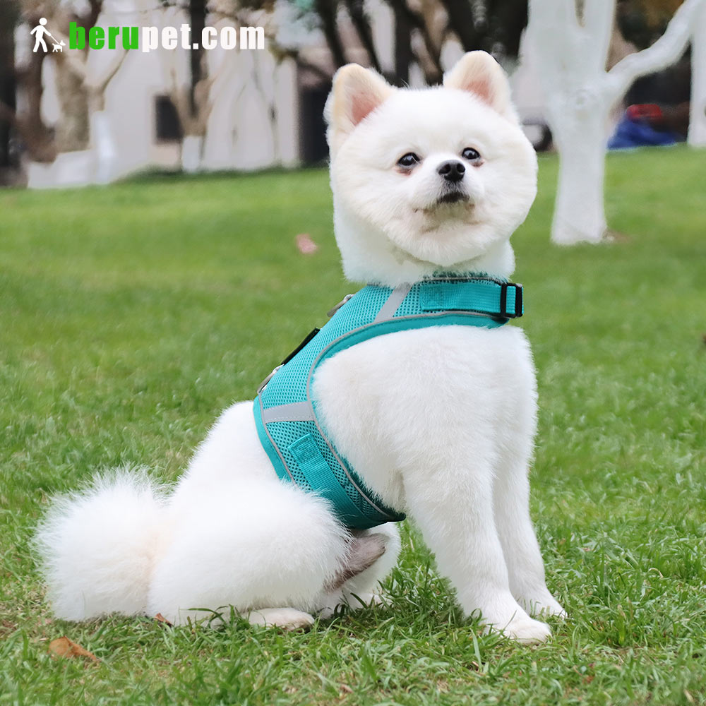 dog harness outdoor for Bomei and Cat 