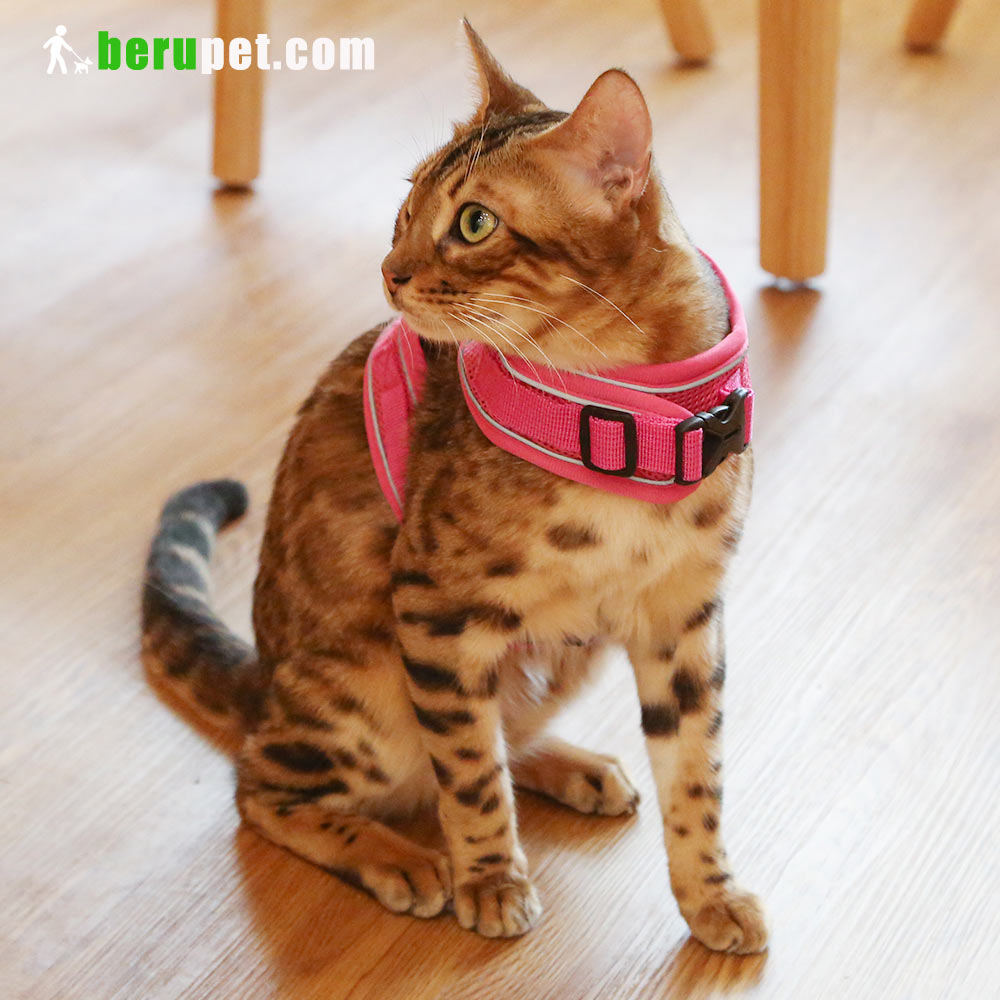 dog harness outdoor for Bomei and Cat 