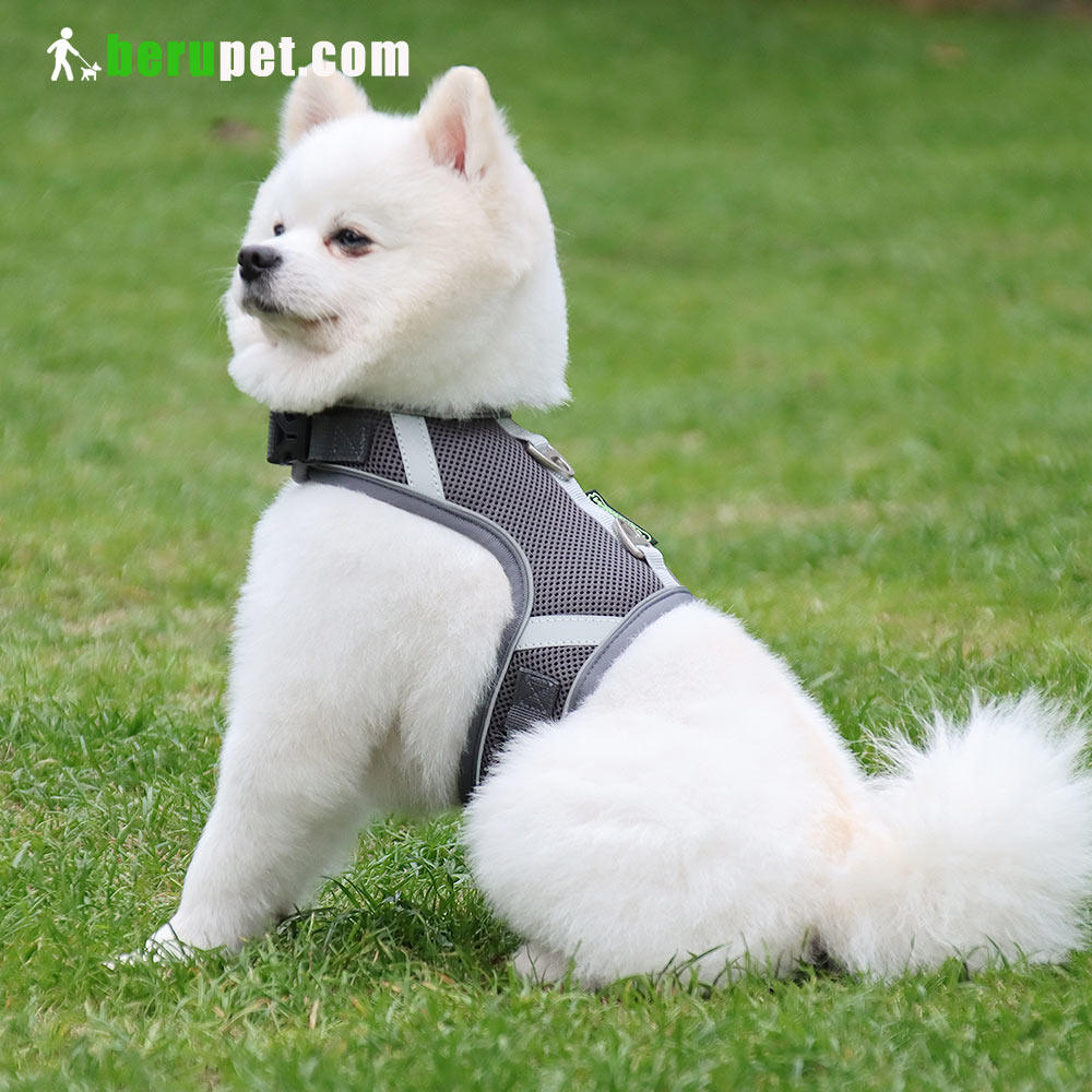 dog harness outdoor for Bomei and Cat 