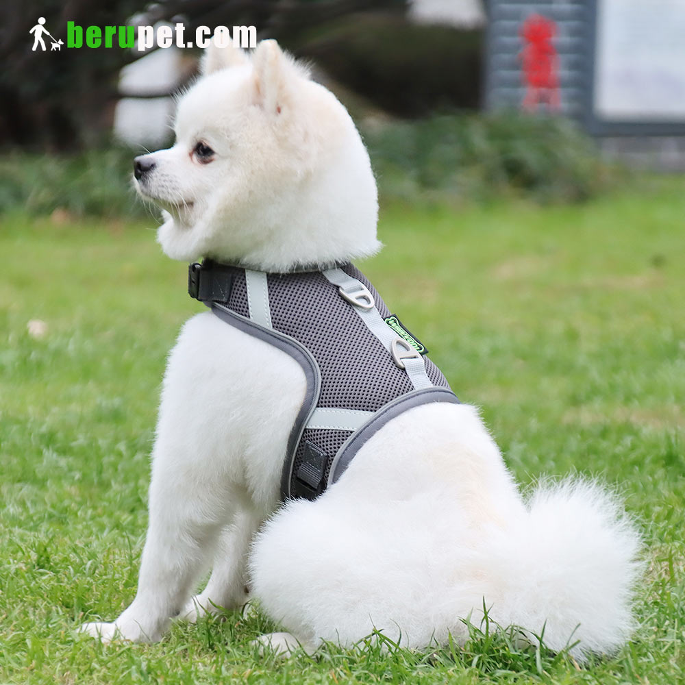 dog harness outdoor for Bomei and Cat 