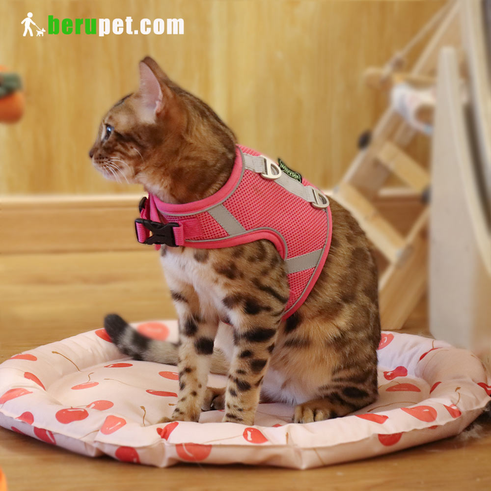 dog harness outdoor for Bomei and Cat 