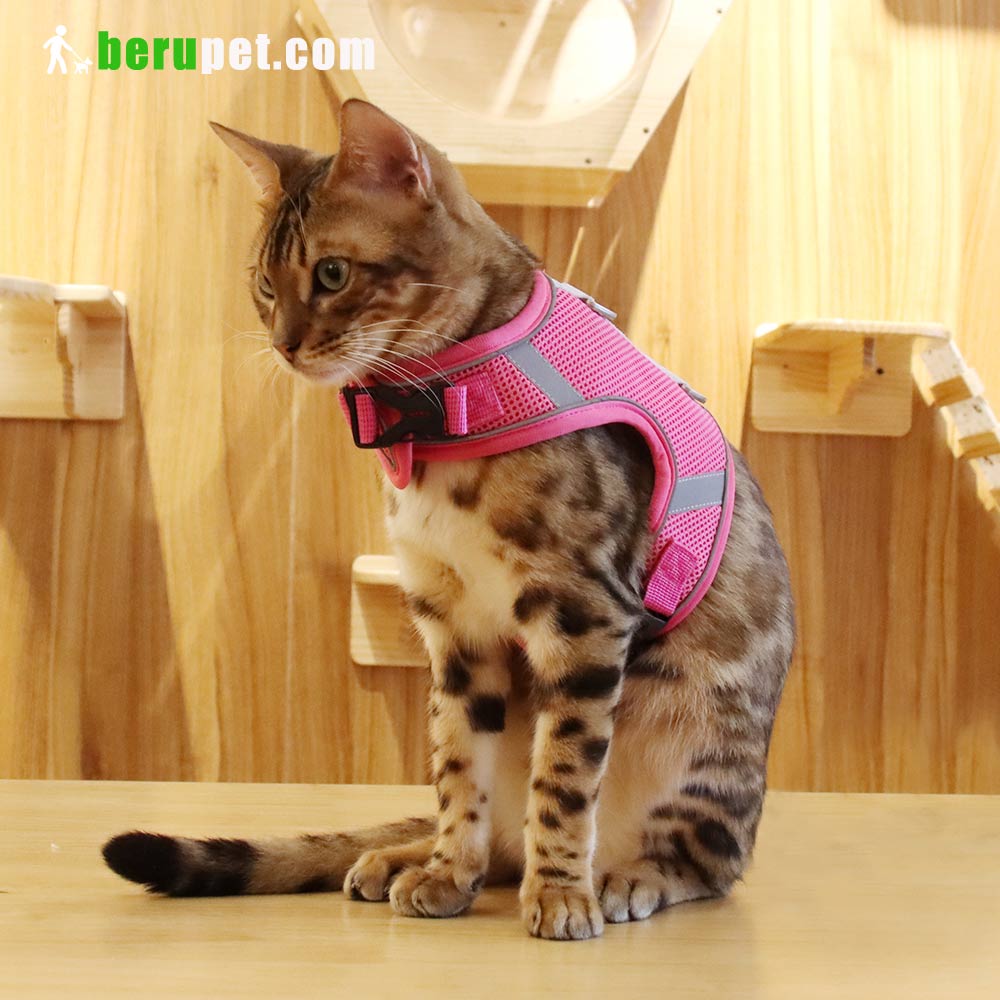 dog harness outdoor for Bomei and Cat 