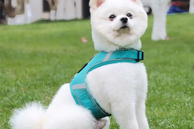 How do you put a padded chest harness on a dog?