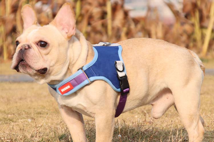 How tight should dog harness?