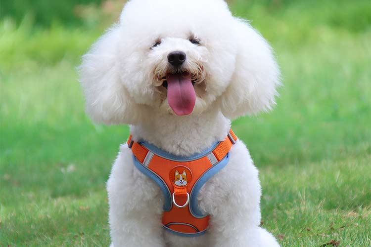 Are harnesses better for small dogs?