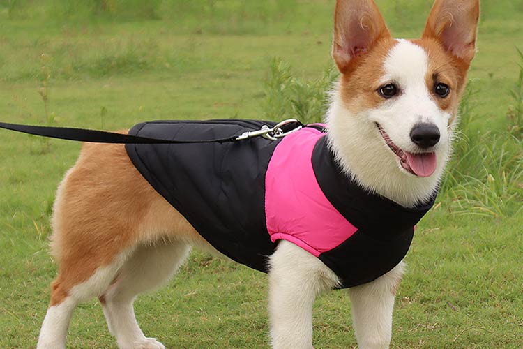 Do harnesses stop dogs from pulling?