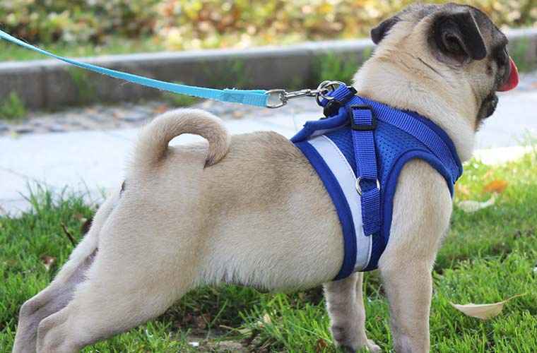 Can you leash train a dog with a harness?