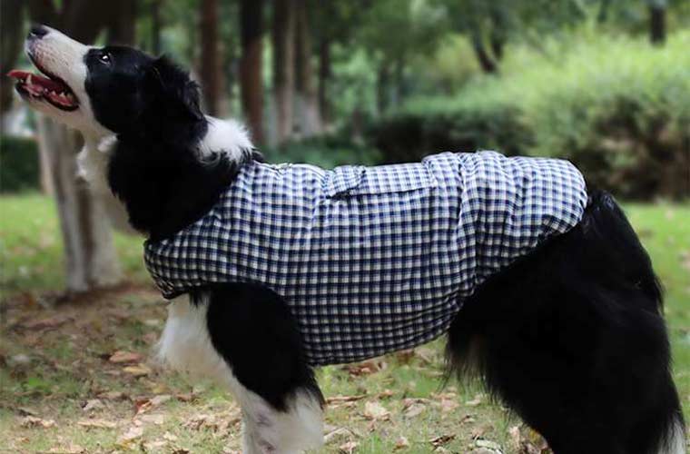 dog clothes can be worn on both sides
