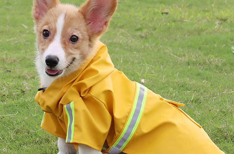 Cloak raincoat for Puppy or Medium dog or large dog
