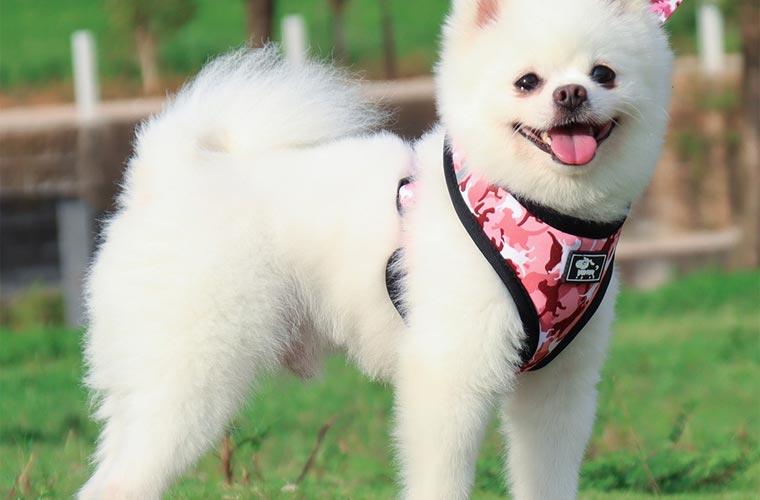 dog harness outdoor for pomeranian,bulldog