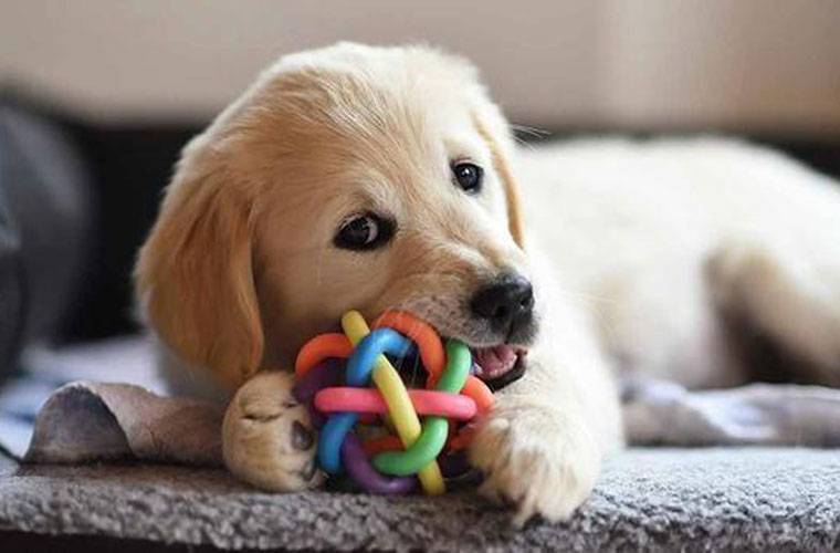 What types of pet toys are there? Do you know what toys your dog likes.